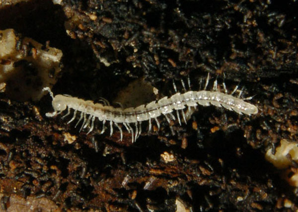 Millipede